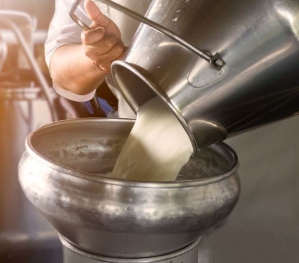 Farmer pouring raw milk from dairy farm into container for selling to industries or market